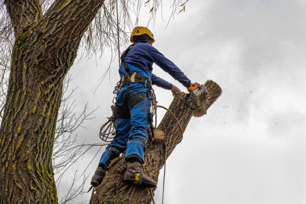 Why Choose Our Tree Removal Services in Porterville, CA?